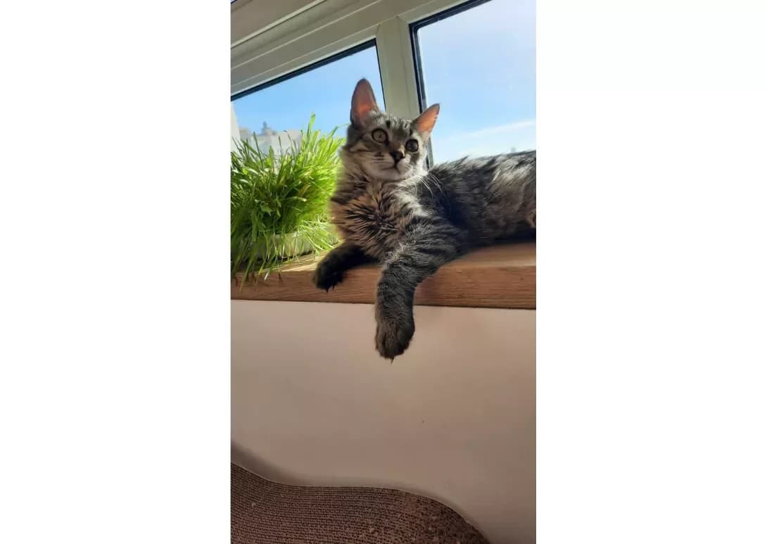 Muskat (Мускат), male young Mixed Breed for adoption at Happy Paw Kyiv