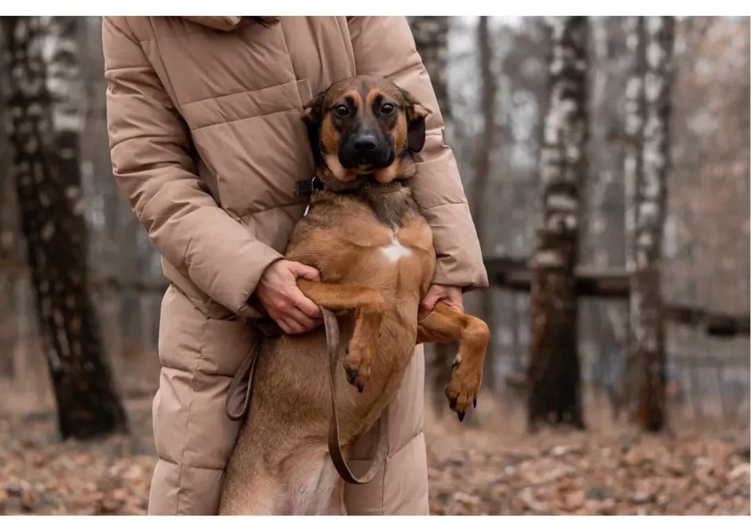 Miya (Мія), female 3yo Mixed Breed for adoption at Happy Paw Kyiv