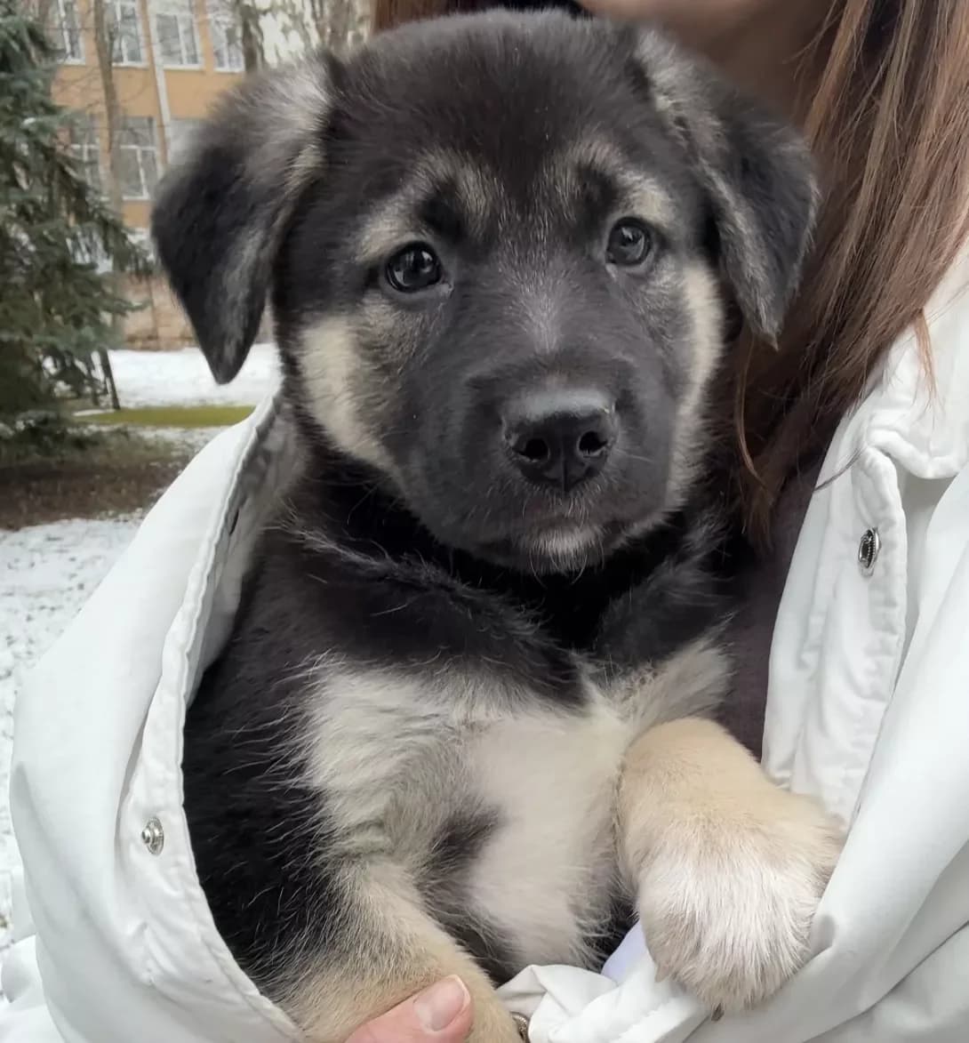 Tikhonya (Тіхоня), male young Mixed Breed for adoption at Happy Paw Kyiv