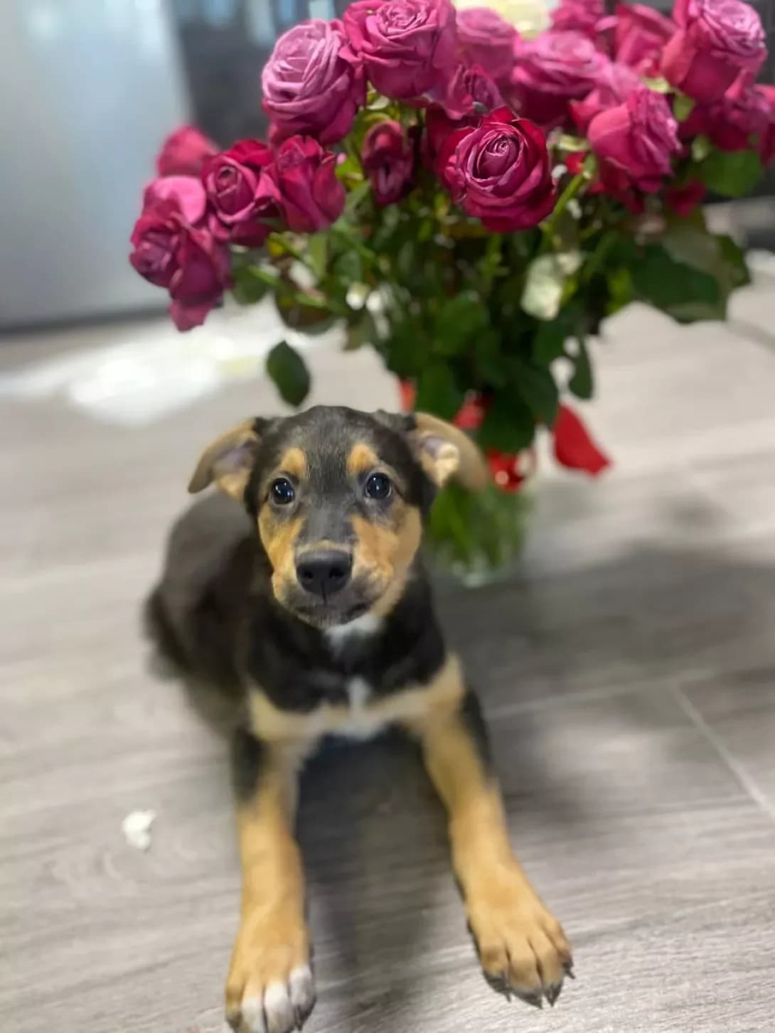 Dzhon (Джон), male young Mixed Breed for adoption at Happy Paw Kyiv