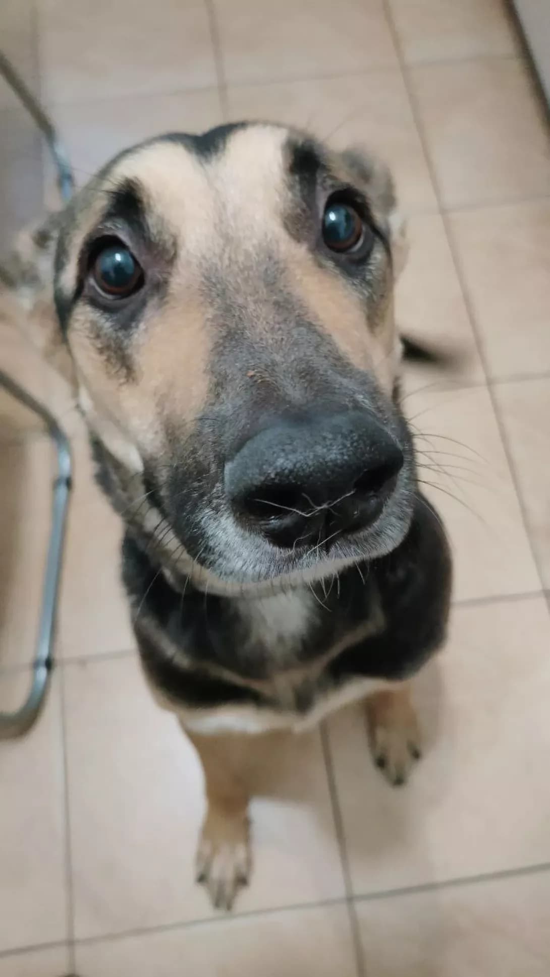 Marsel (Марсель), male 4yo Mixed Breed for adoption at Happy Paw Kyiv