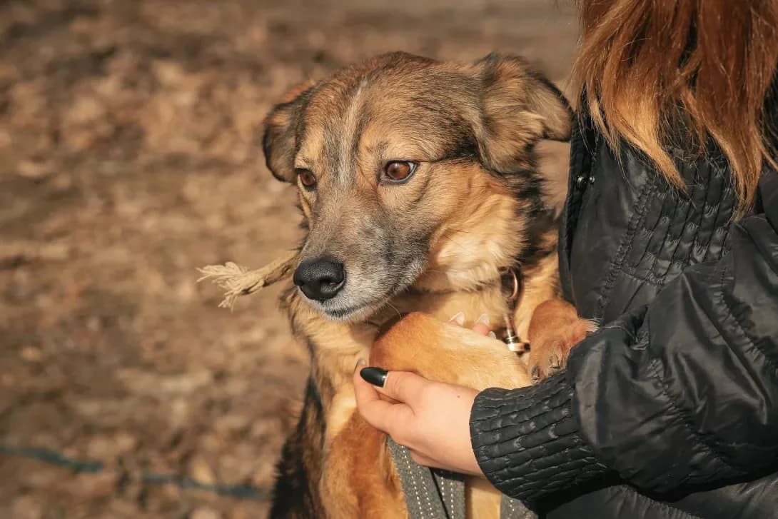 Kleo (Клео), female 5yo Mixed Breed for adoption at Happy Paw Kyiv