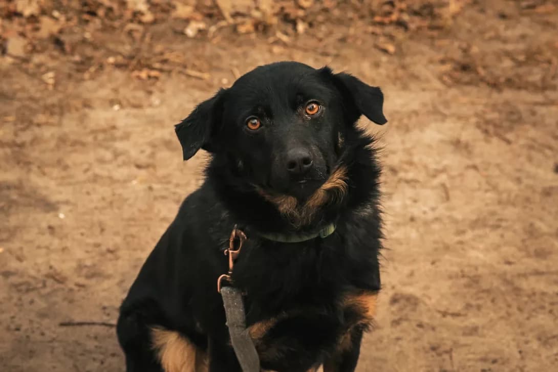 Reks (Рекс), male 3yo Mixed Breed for adoption at Happy Paw Kyiv