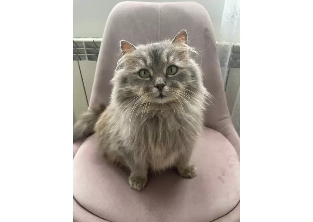 Kapuchinka (Капучинка), female 3yo Mixed Breed for adoption at Happy Paw Kyiv