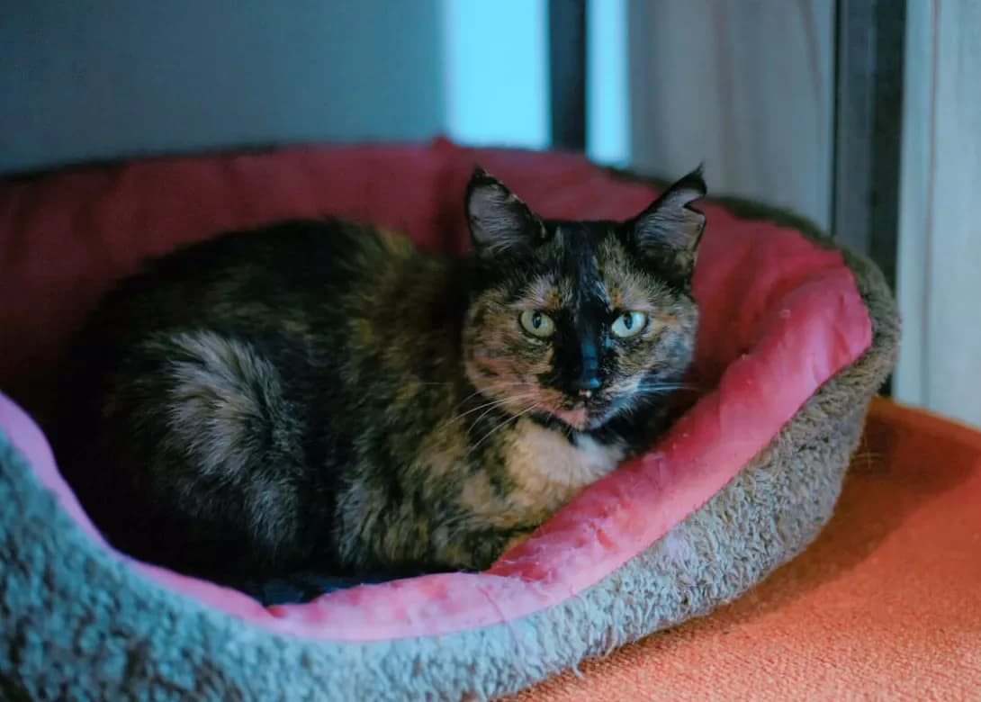 Asinka (Асінька), female 3yo Mixed Breed for adoption at Happy Paw Kyiv