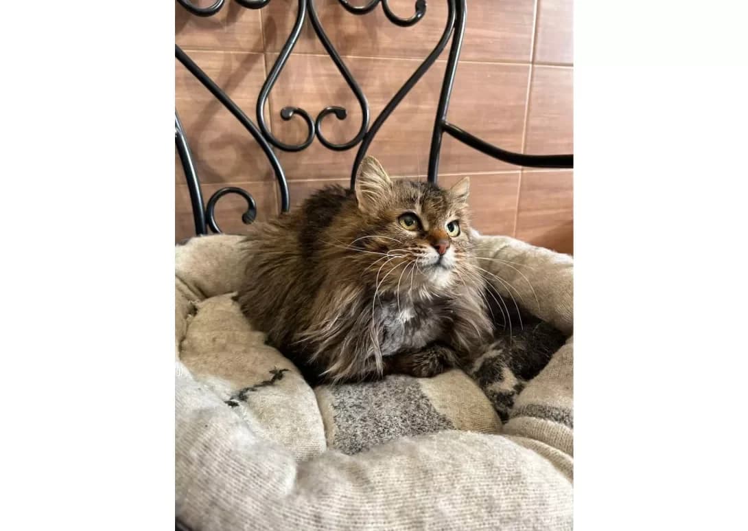 Kama (Кама), female 7yo Mixed Breed for adoption at Happy Paw Kyiv