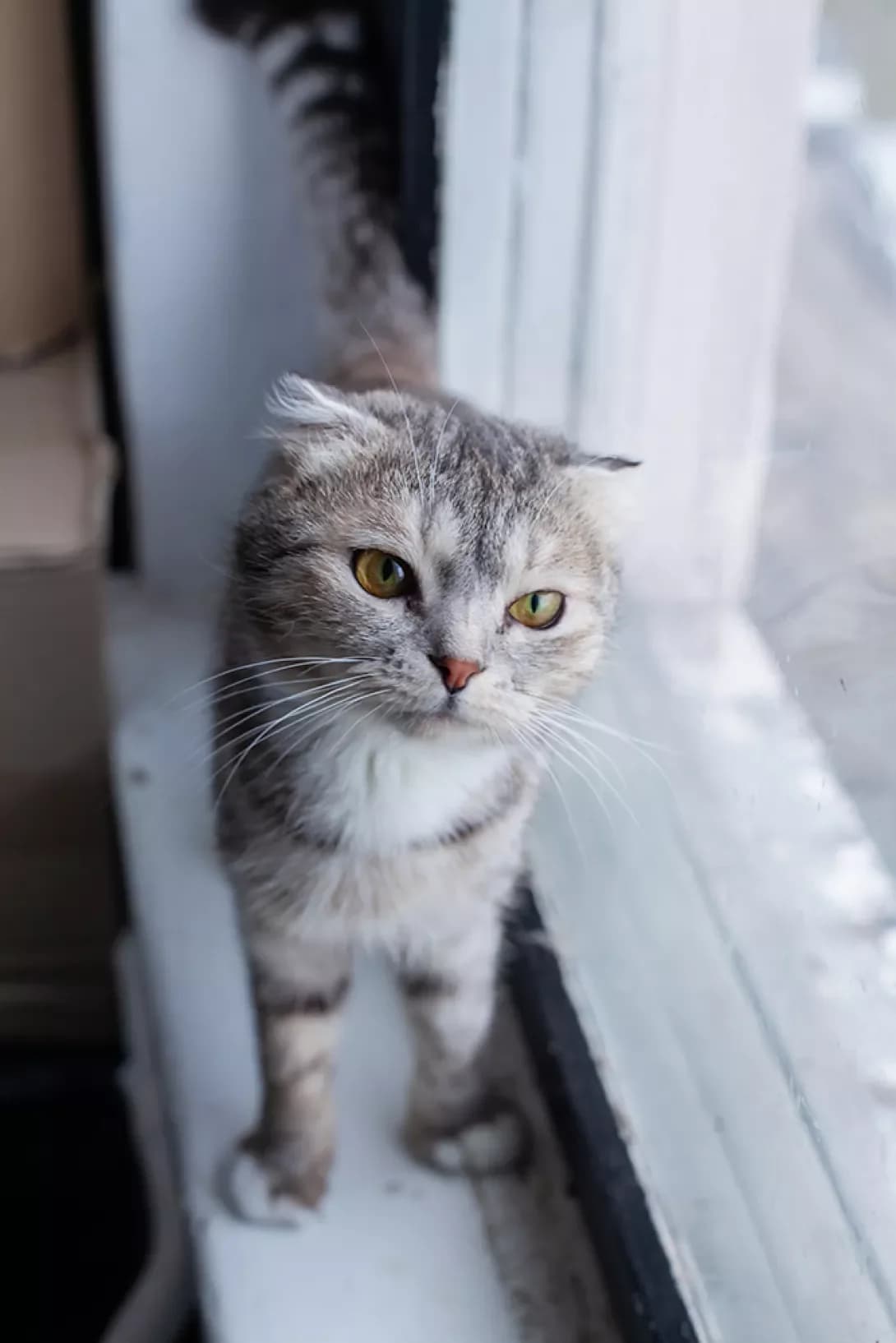 Syenya (Сєня), male 3yo Mixed Breed for adoption at Happy Paw Kyiv