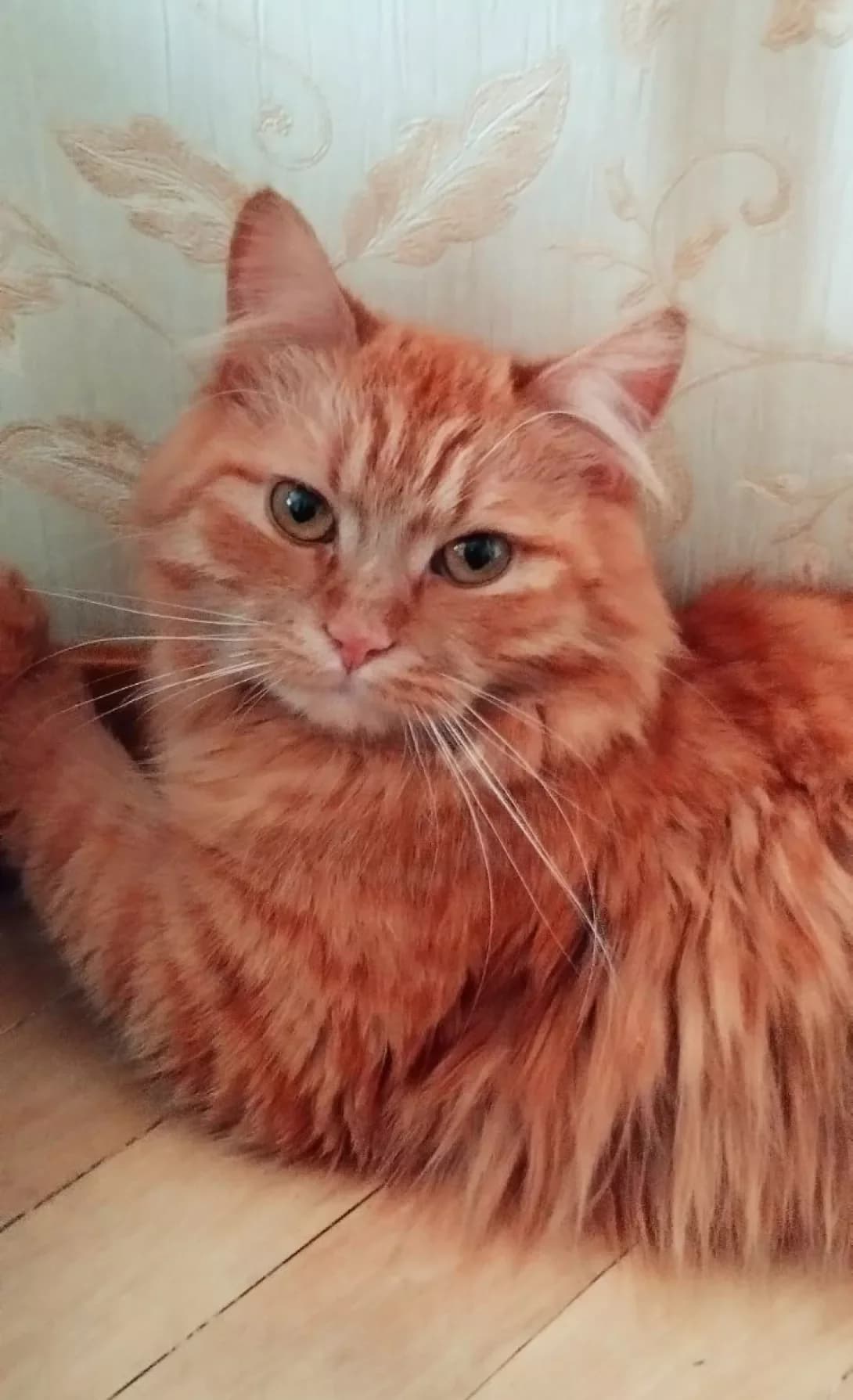 Alf (Альф), male 3yo Mixed Breed for adoption at Happy Paw Kyiv