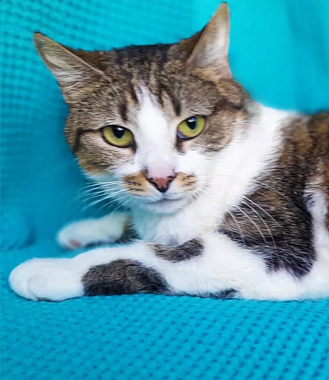 Britni (Бритни), female 3yo Mixed Breed for adoption at Happy Paw Kyiv