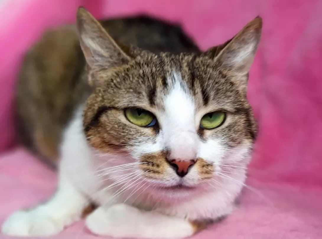 Bantusya (Бантуся), female 3yo Mixed Breed for adoption at Happy Paw Kyiv
