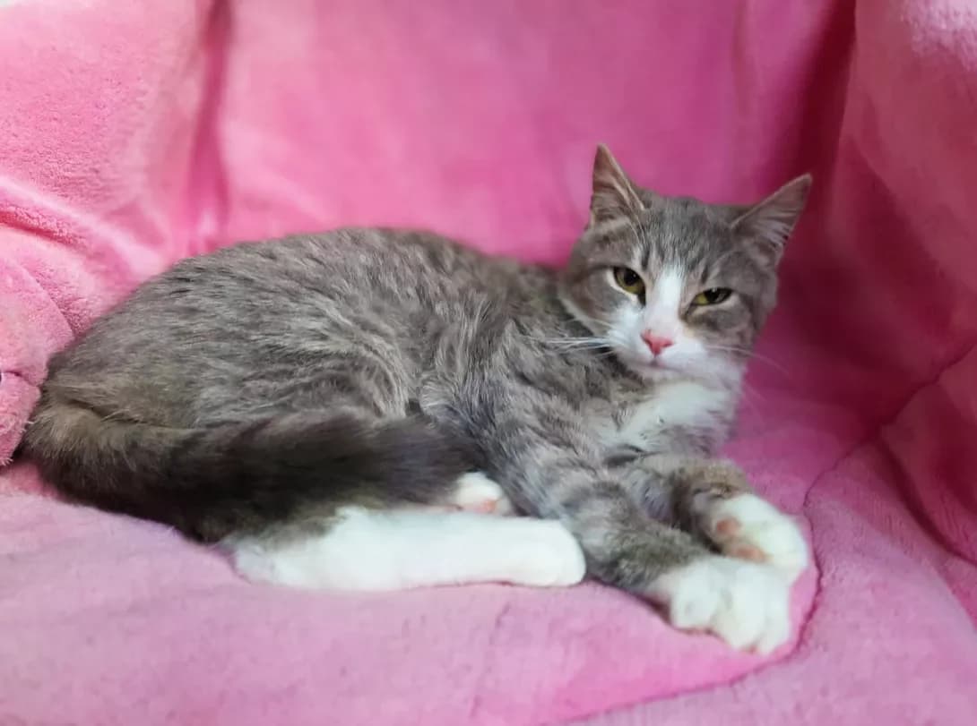 Malvina (Мальвіна), female 3yo Mixed Breed for adoption at Happy Paw Kyiv