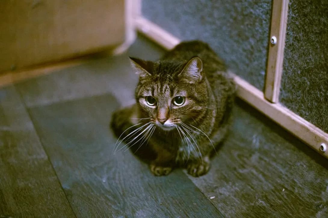 Sofushka (Софушка), female 3yo Mixed Breed for adoption at Happy Paw Kyiv