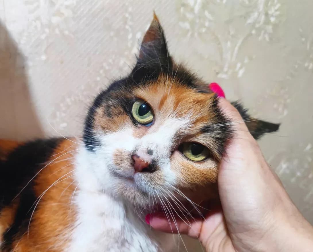 Zolushka (Золушка), female 7yo Mixed Breed for adoption at Happy Paw Kyiv