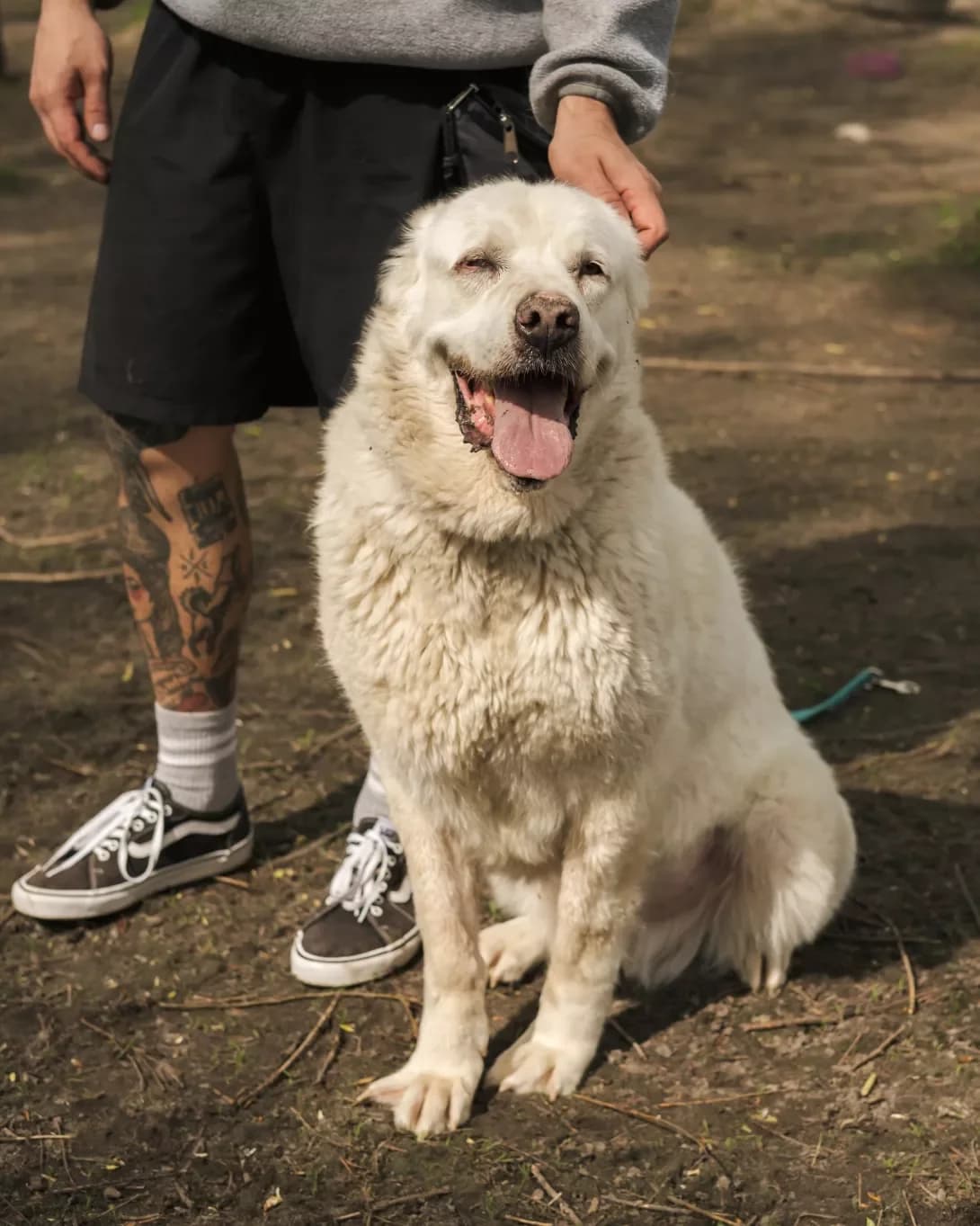 Alma (Альма), female senior Mixed Breed for adoption at Happy Paw Kyiv Oblast