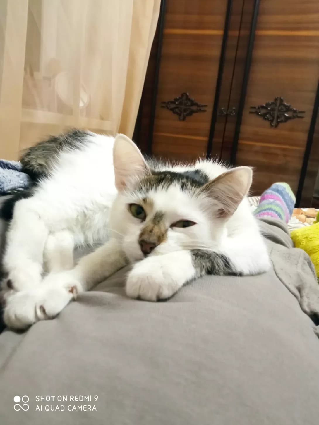 Basya (Бася), female 3yo Mixed Breed for adoption at Happy Paw Kyiv