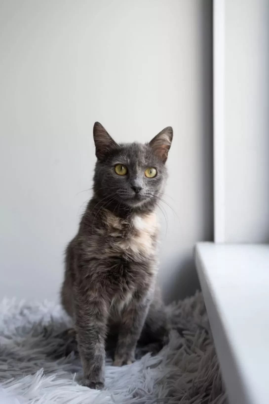 Odetta (Одетта), female young Mixed Breed for adoption at Happy Paw Kyiv