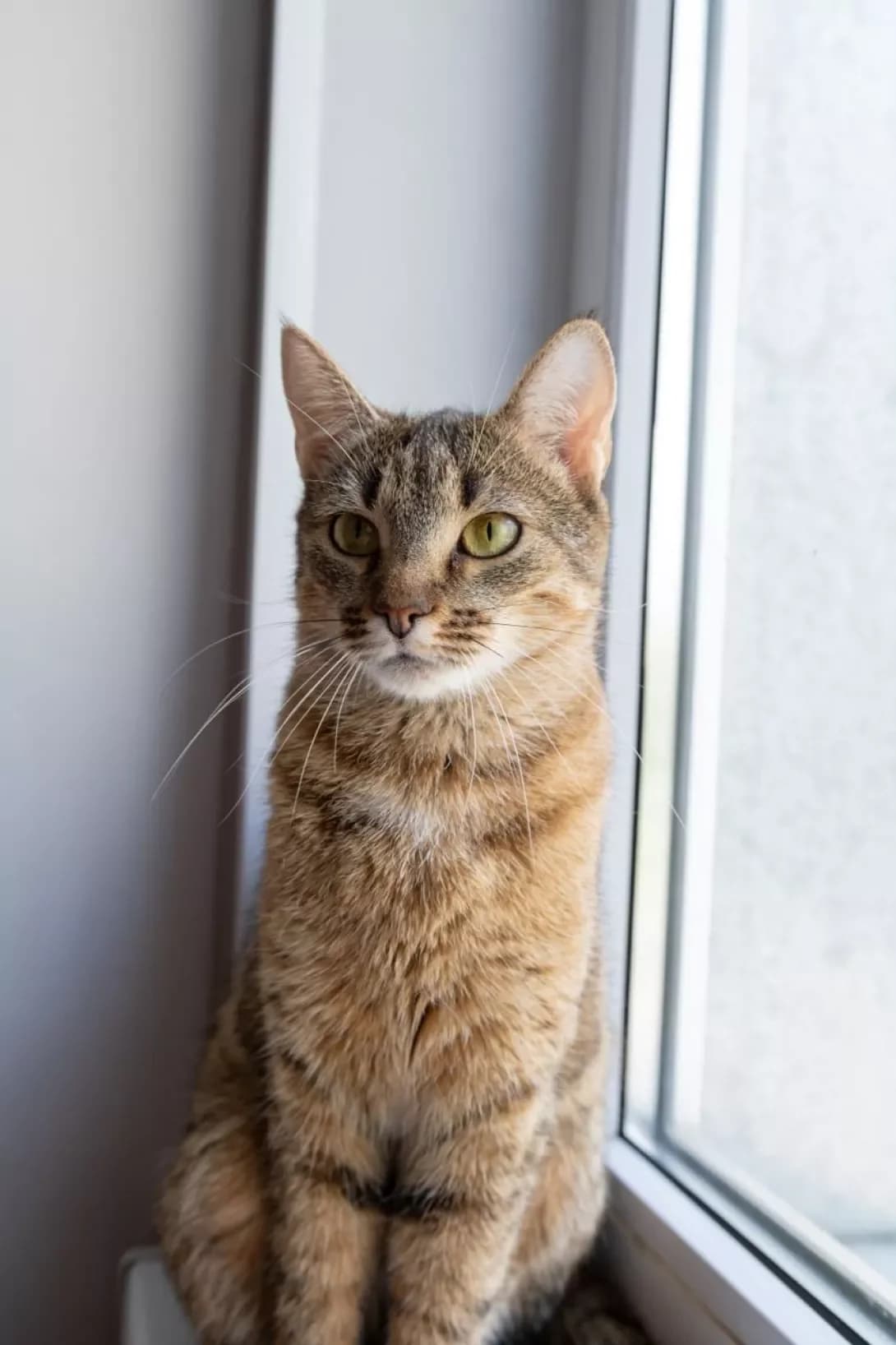 Koritsya (Кориця), female 3yo Mixed Breed for adoption at Happy Paw Kyiv