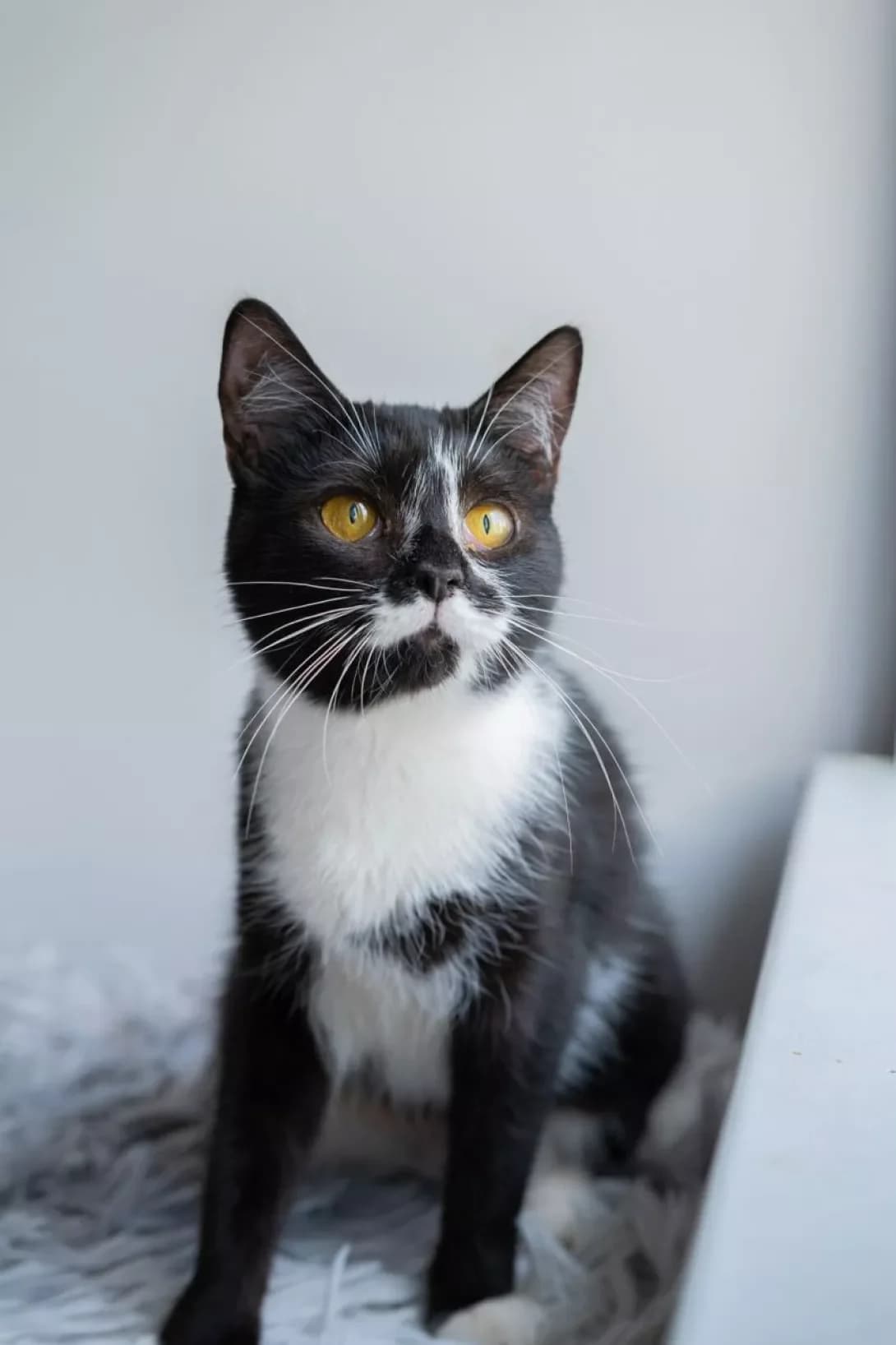 Edna (Една), female young Mixed Breed for adoption at Happy Paw Kyiv