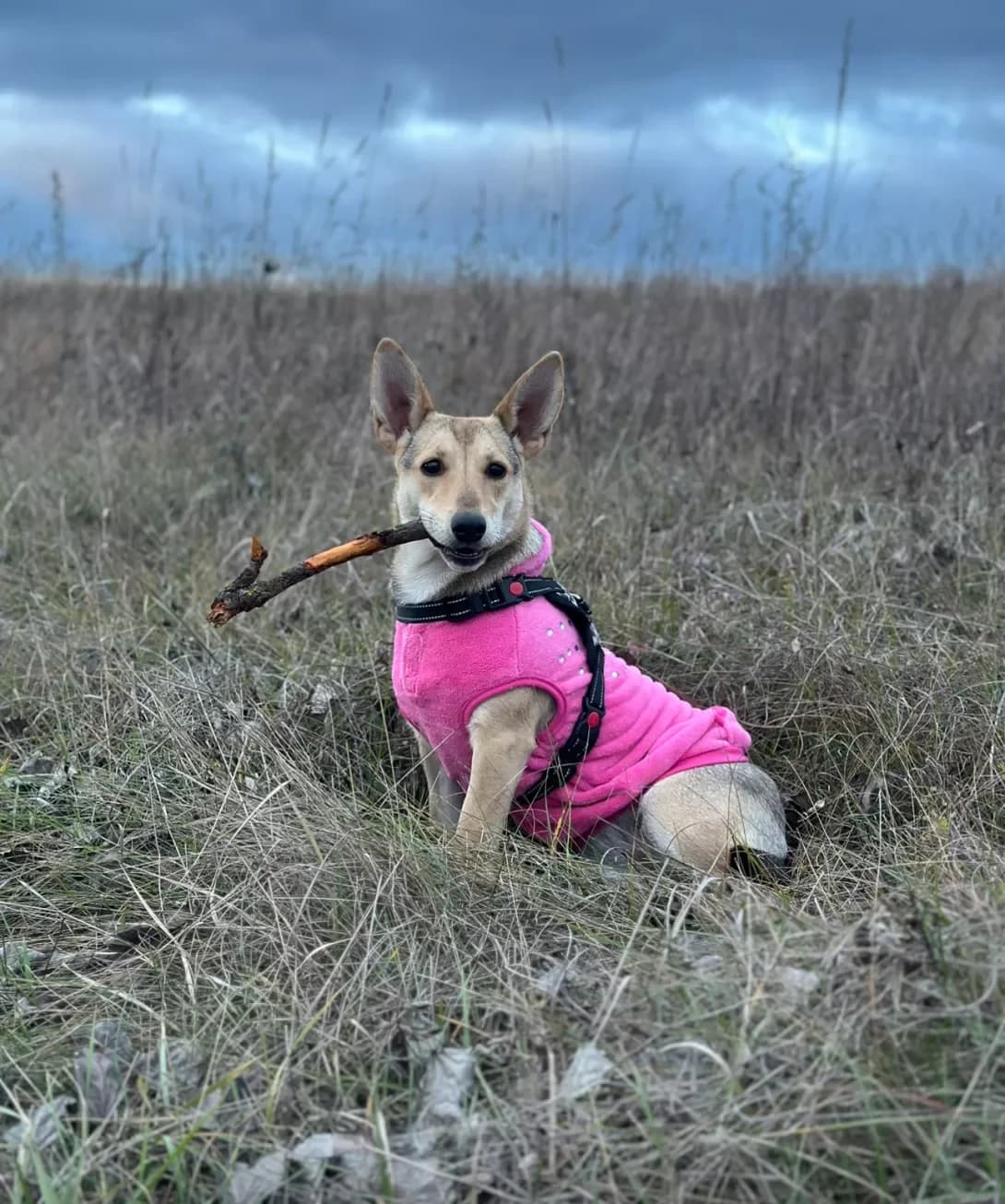 Zhuzha (Жужа), female 3yo Mixed Breed for adoption at Happy Paw Kyiv Oblast