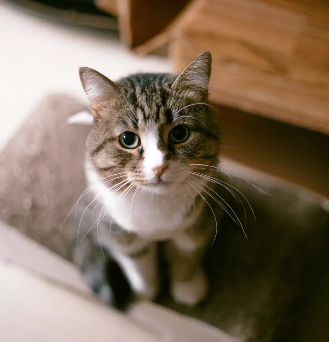 Boris (Борис), male 3yo Mixed Breed for adoption at Happy Paw Kyiv