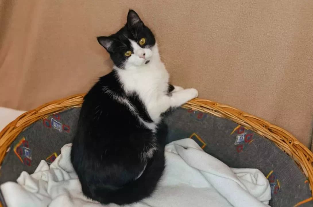 Erika (Еріка), female 3yo Mixed Breed for adoption at Happy Paw Kyiv