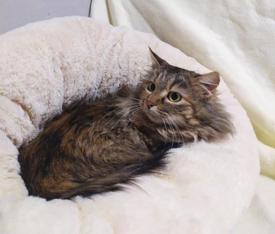 Milya (Міля), female 3yo Mixed Breed for adoption at Happy Paw Kyiv