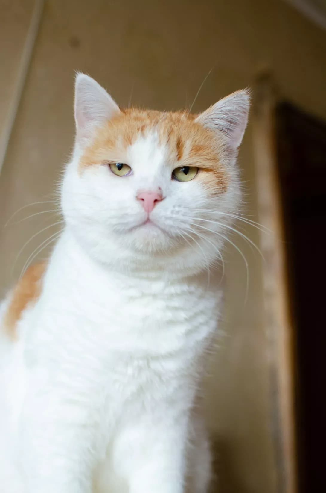 Pusik (Пусік), male 3yo Mixed Breed for adoption at Happy Paw Kyiv