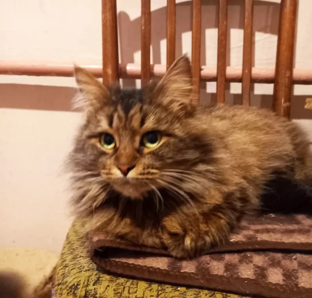 Kasandra (Касандра), female 3yo Mixed Breed for adoption at Happy Paw Kyiv