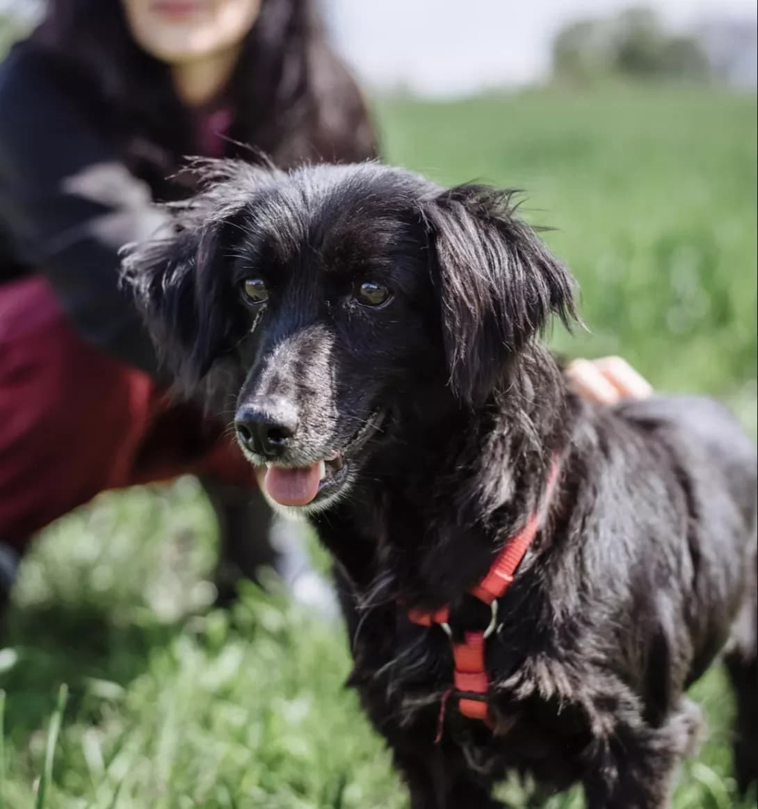Fialka (Фіалка), female 4yo Mixed Breed for adoption at Happy Paw Kyiv