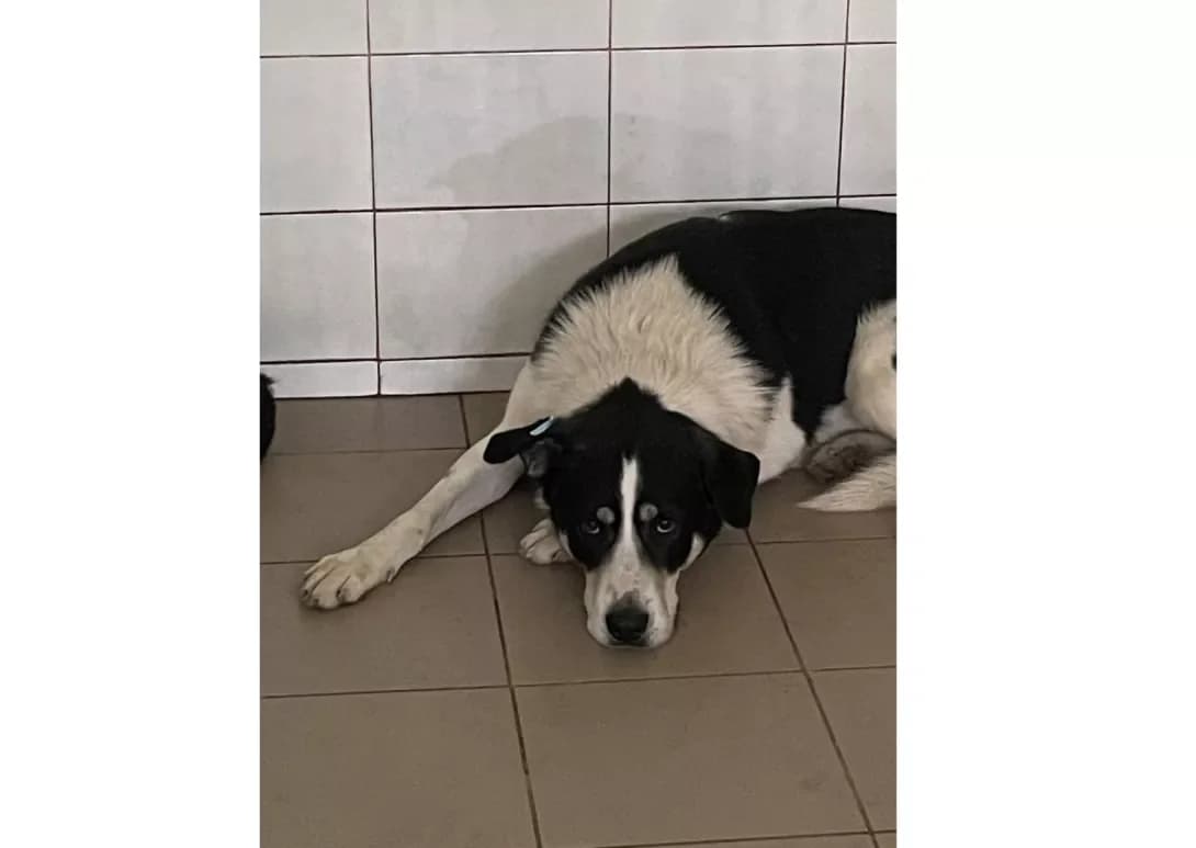 Adam (Адам), male 5yo Mixed Breed for adoption at Happy Paw Kyiv