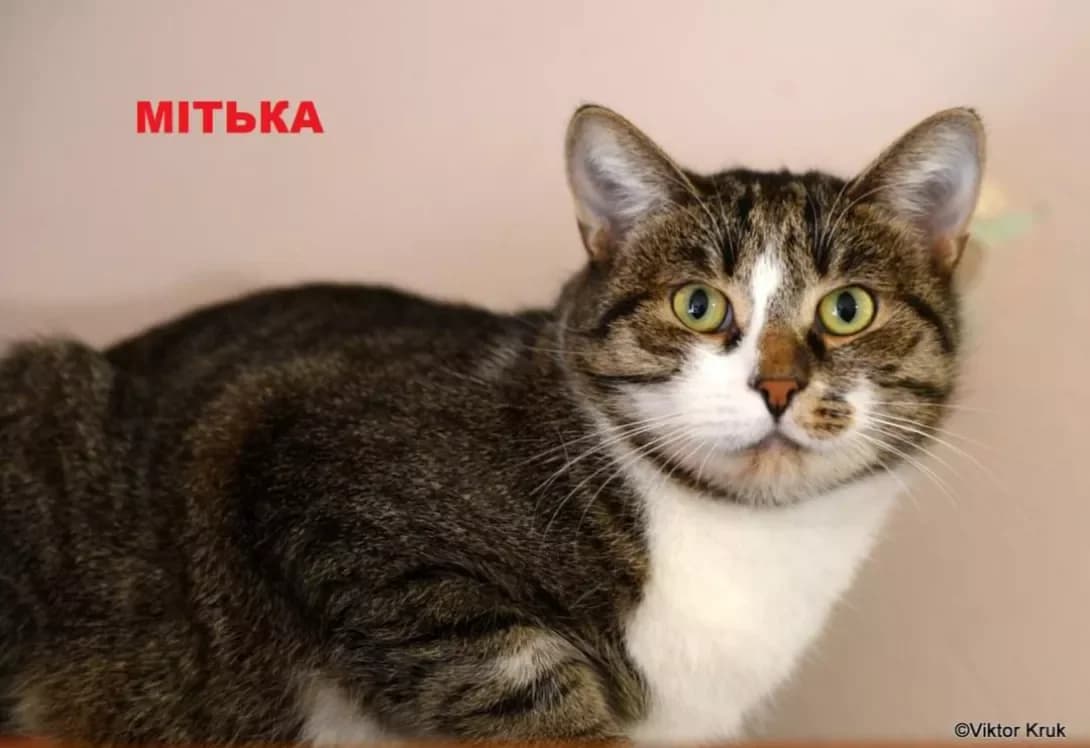 Mitka (Мітька), male 3yo Mixed Breed for adoption at Happy Paw Kyiv