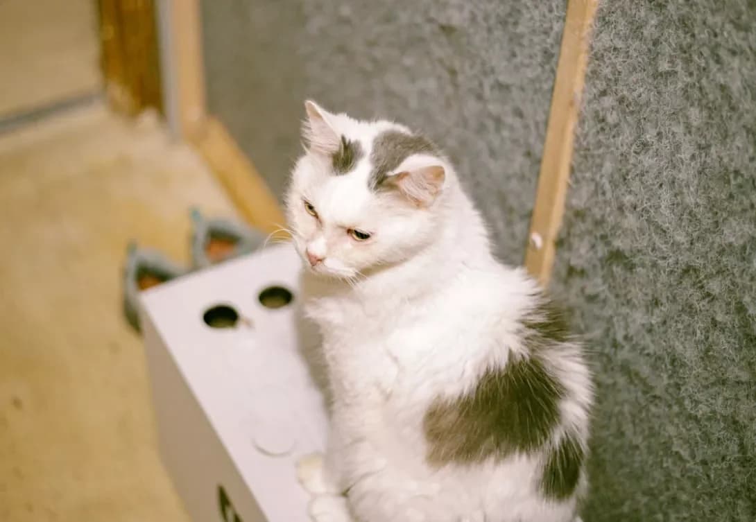Lyusya (Люся), female 5yo Mixed Breed for adoption at Happy Paw Kyiv