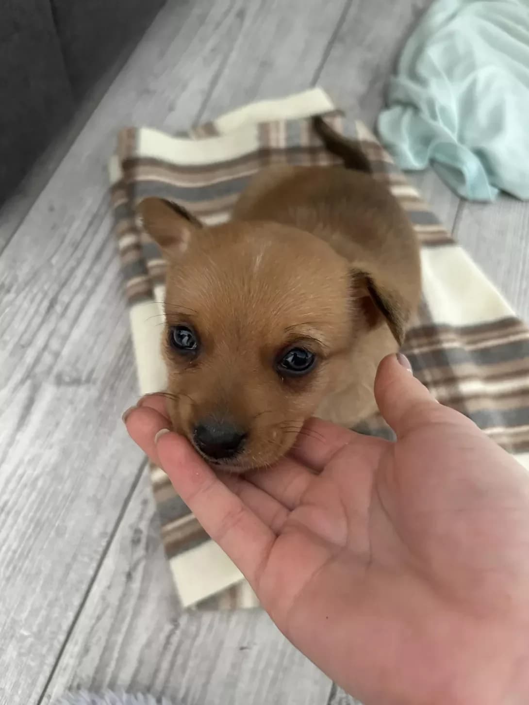 Nemaye (Немає), male young Mixed Breed for adoption at Happy Paw Kyiv