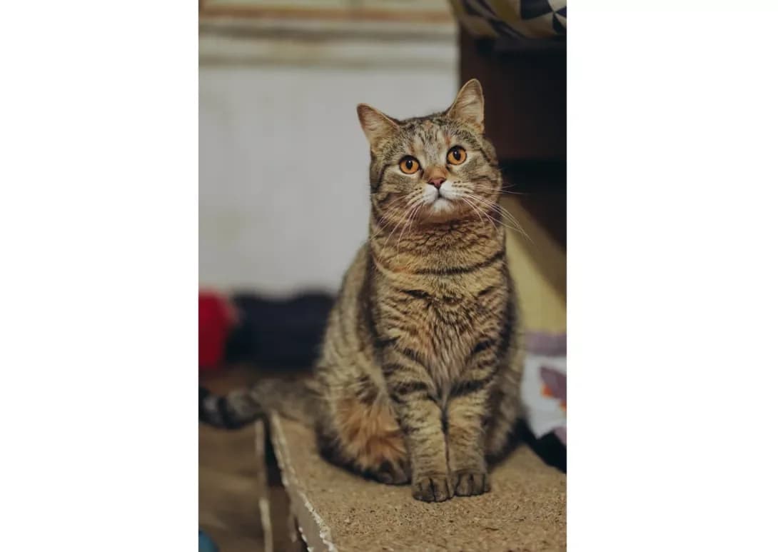 Miledi (Міледі), female 5yo Mixed Breed for adoption at Happy Paw Kyiv
