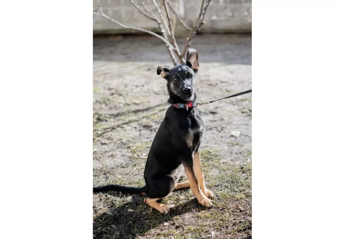 Toma (Тьома), male young Mixed Breed for adoption at Happy Paw Kyiv