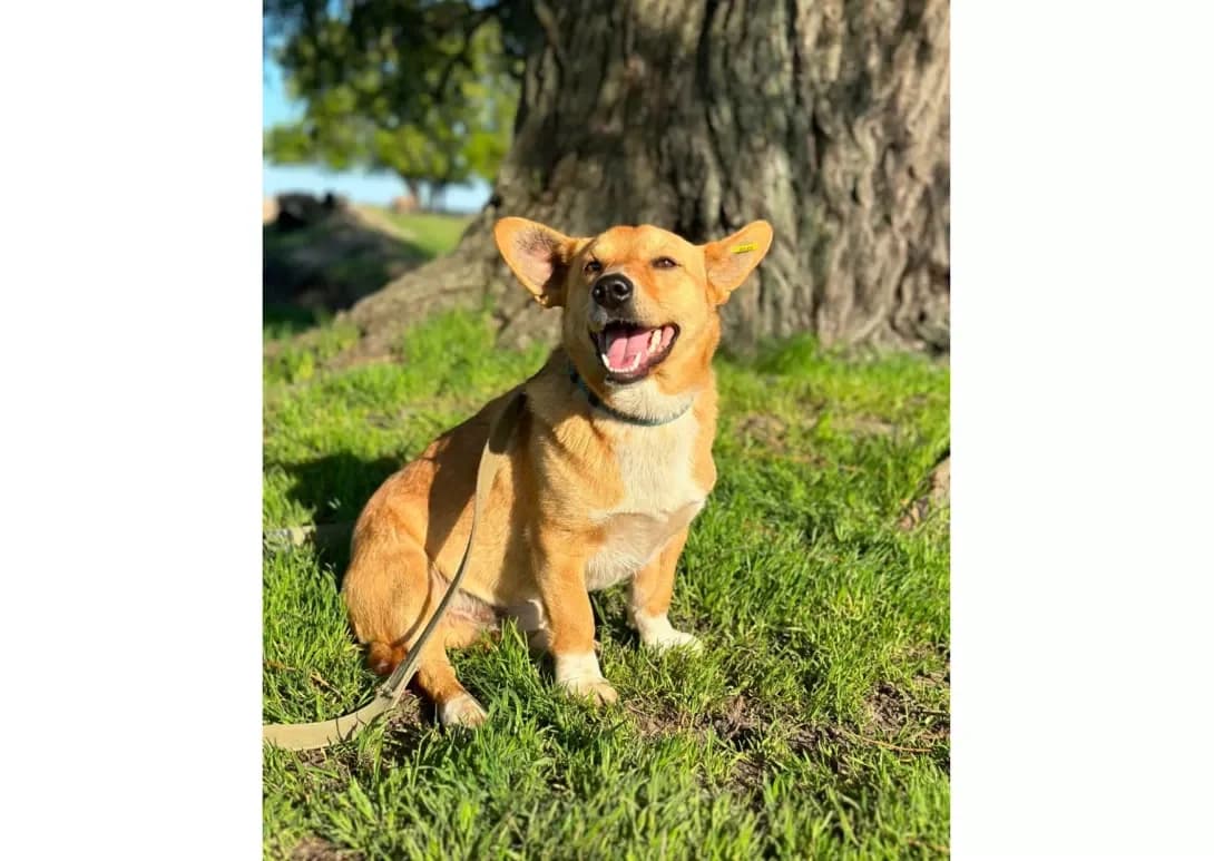 Korzhik (Коржик), male 4yo Mixed Breed for adoption at Happy Paw Kyiv
