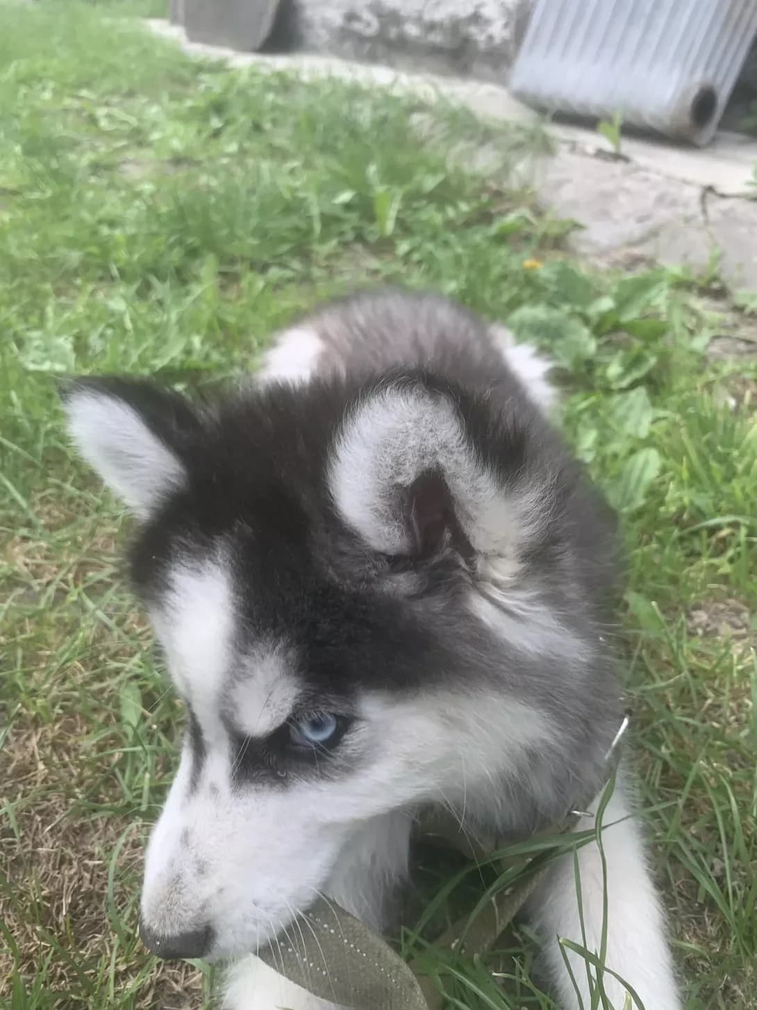 Ayza (Айза), female young Mixed Breed for adoption at Happy Paw Kyiv