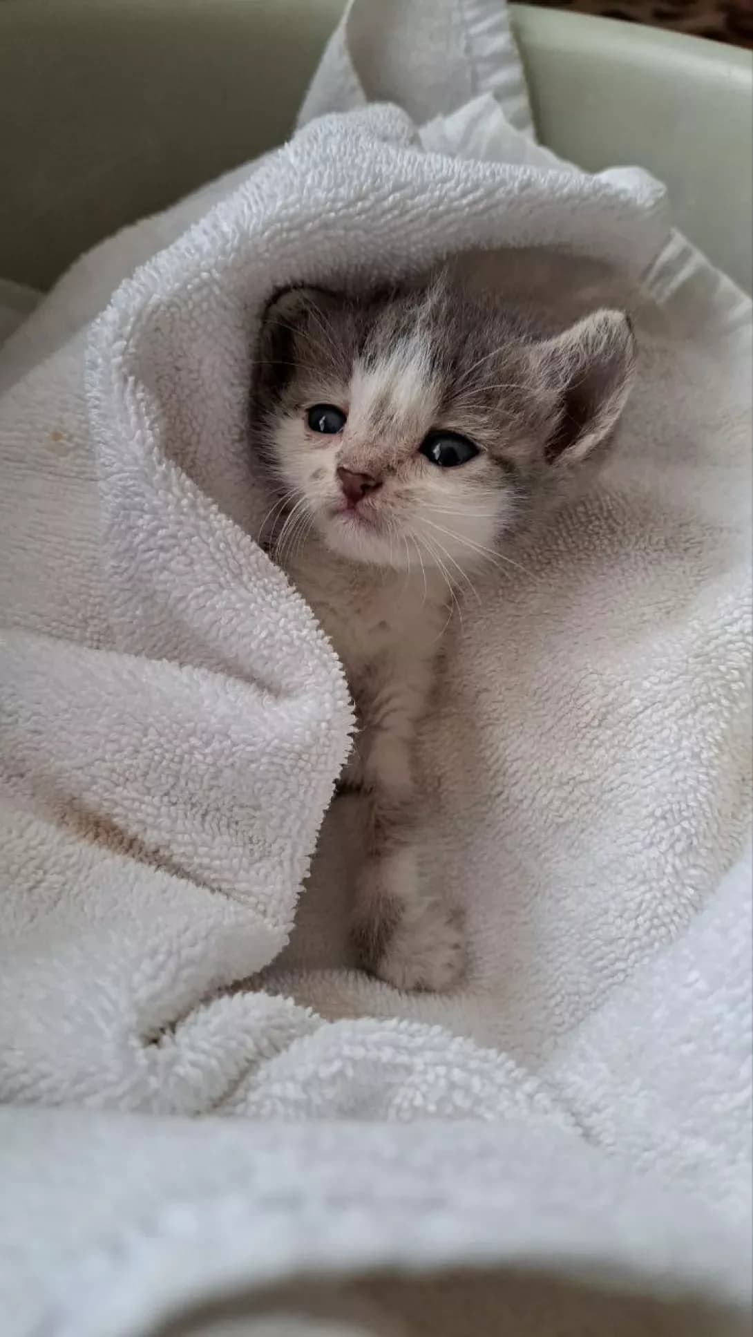 Kitsya (Киця), female young Mixed Breed for adoption at Happy Paw Kyiv