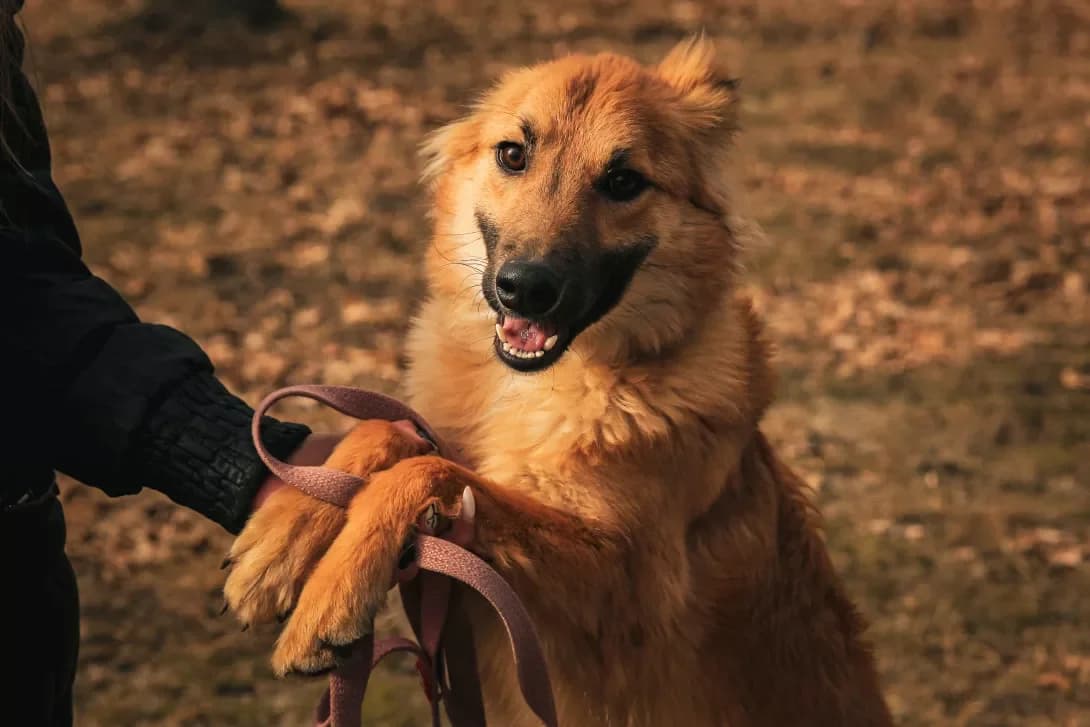Leksi (Лексі), female 3yo Mixed Breed for adoption at Happy Paw Kyiv