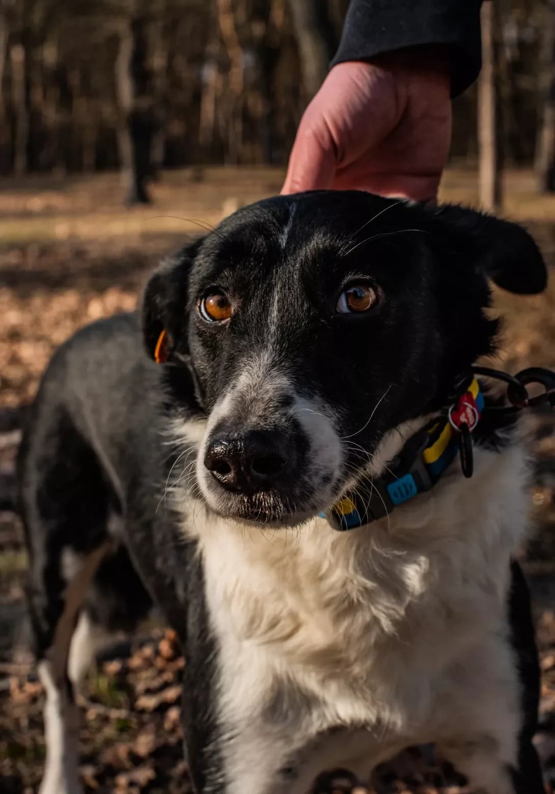 Motsart (Моцарт), male 5yo Mixed Breed for adoption at Happy Paw Kyiv