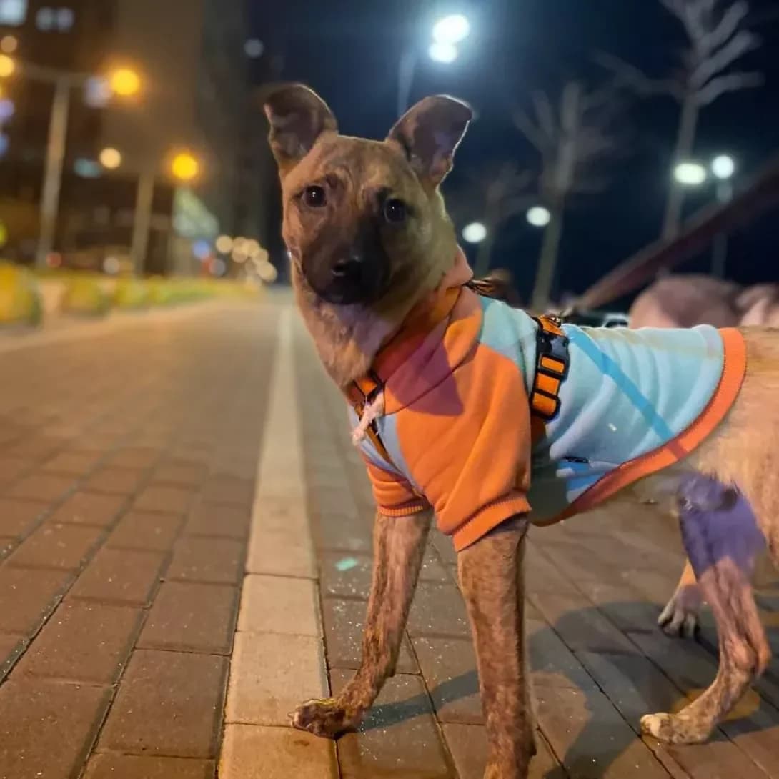 Yust (Юст), male young Mixed Breed for adoption at Happy Paw Kyiv