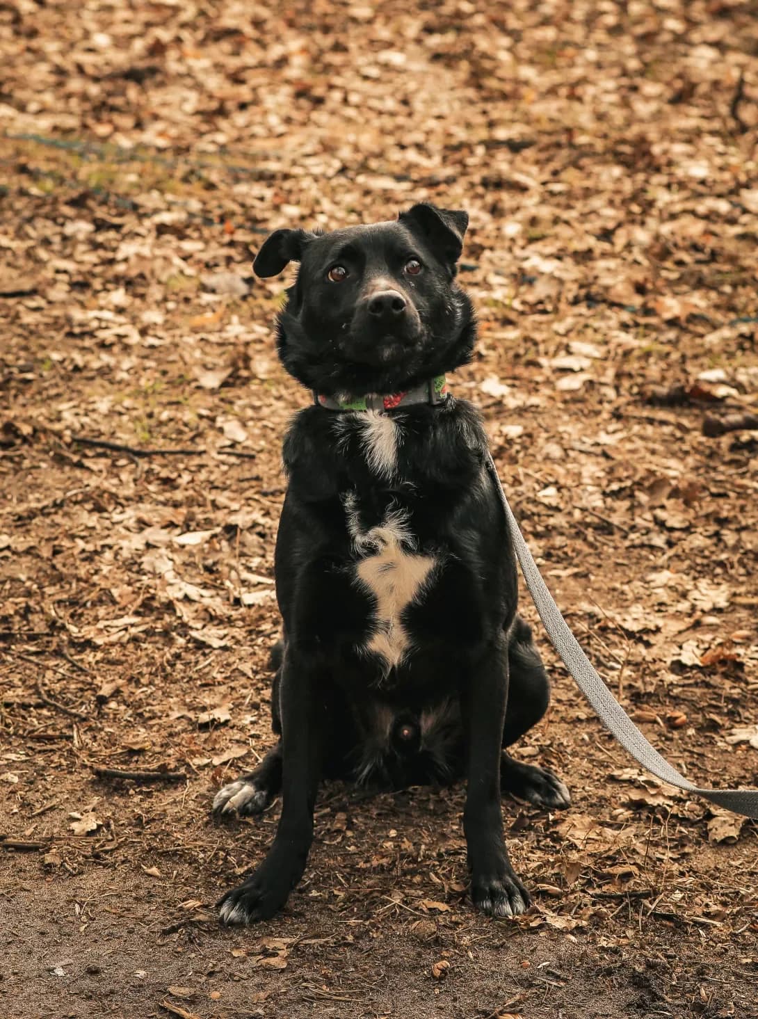 Kerri (Керрі), male 4yo Mixed Breed for adoption at Happy Paw Kyiv