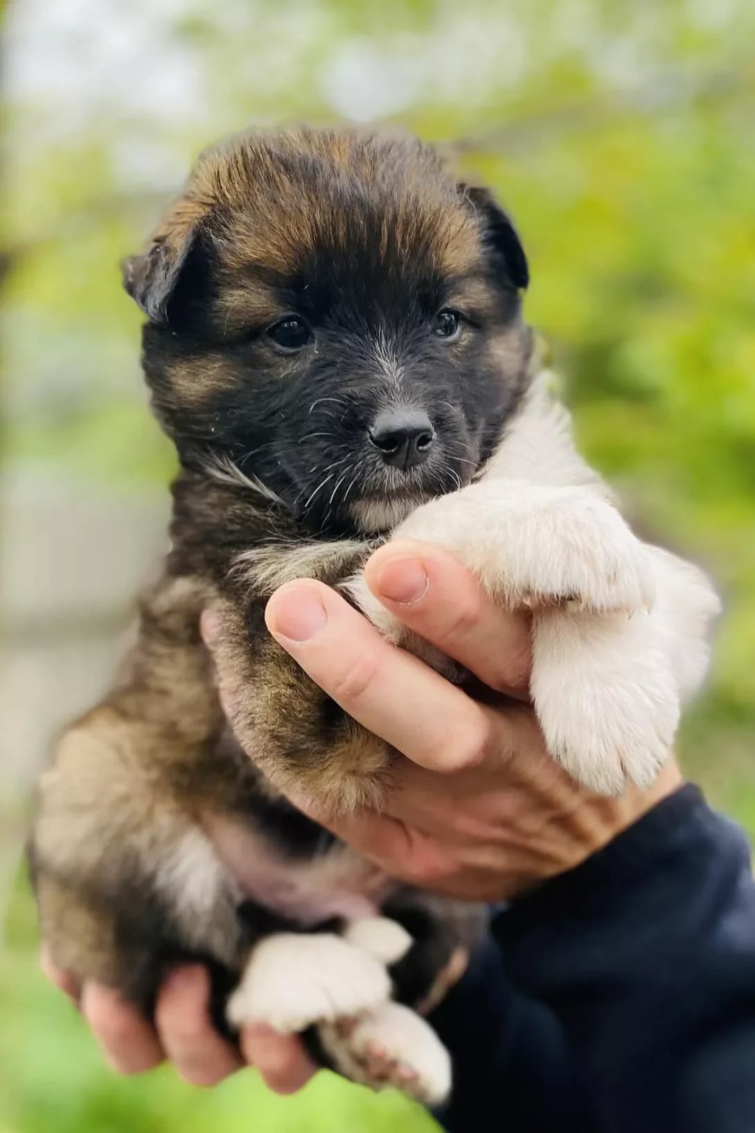 Bez imeni (Без імені), female young Mixed Breed for adoption at Happy Paw Poltava
