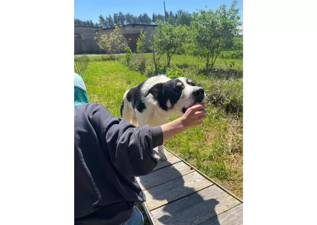 Adam (Адам), male 5yo Mixed Breed for adoption at Happy Paw Kyiv