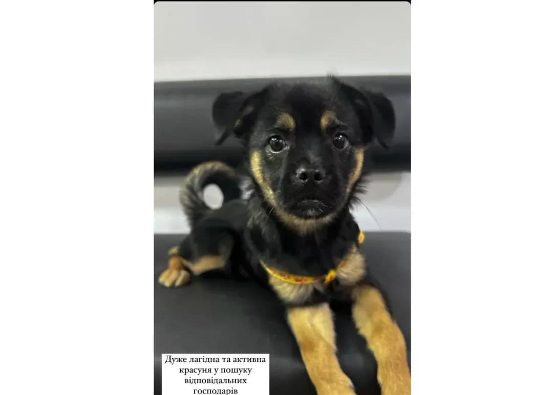 Gabbi (Габбі), female young Mixed Breed for adoption at Happy Paw Kyiv