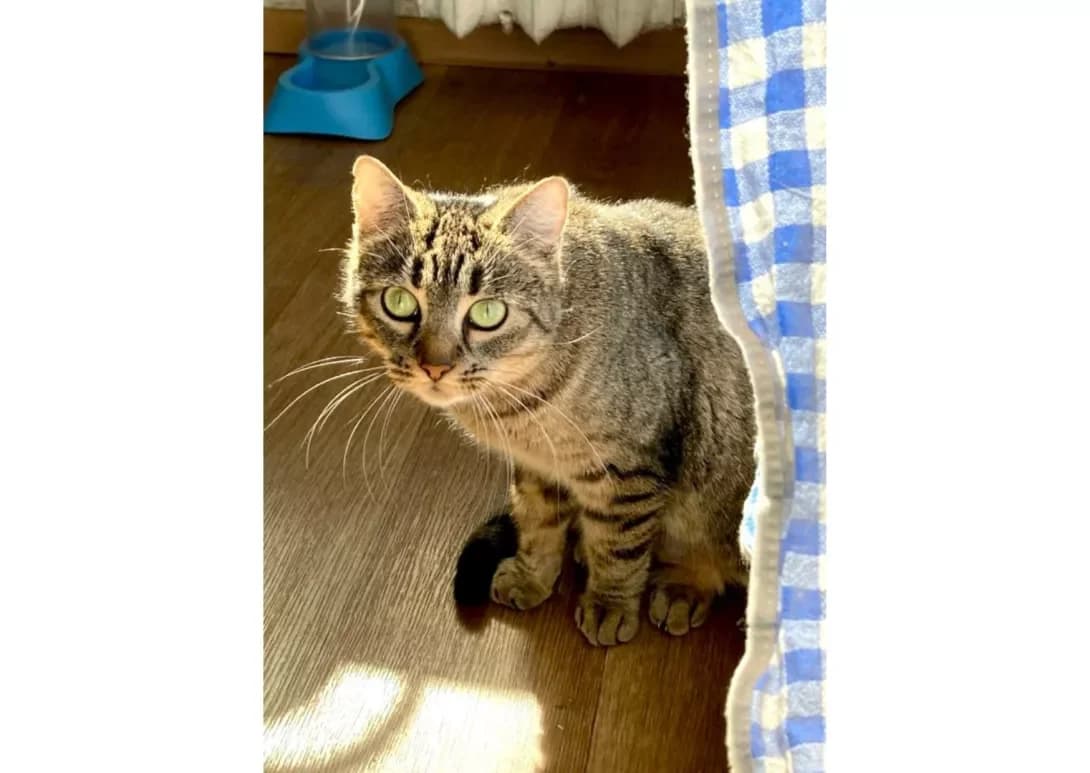 Reychel (Рейчел), female 5yo Mixed Breed for adoption at Happy Paw Kyiv