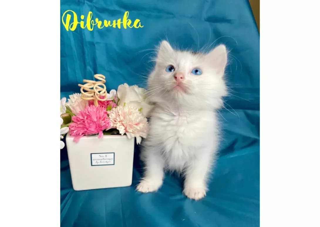 Koshenyata (Кошенята), female young Mixed Breed for adoption at Happy Paw Kyiv