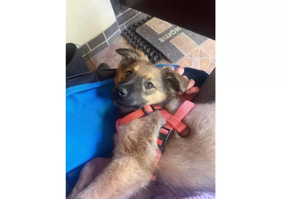 Divchinka (Дівчинка), female young Mixed Breed for adoption at Happy Paw Kyiv