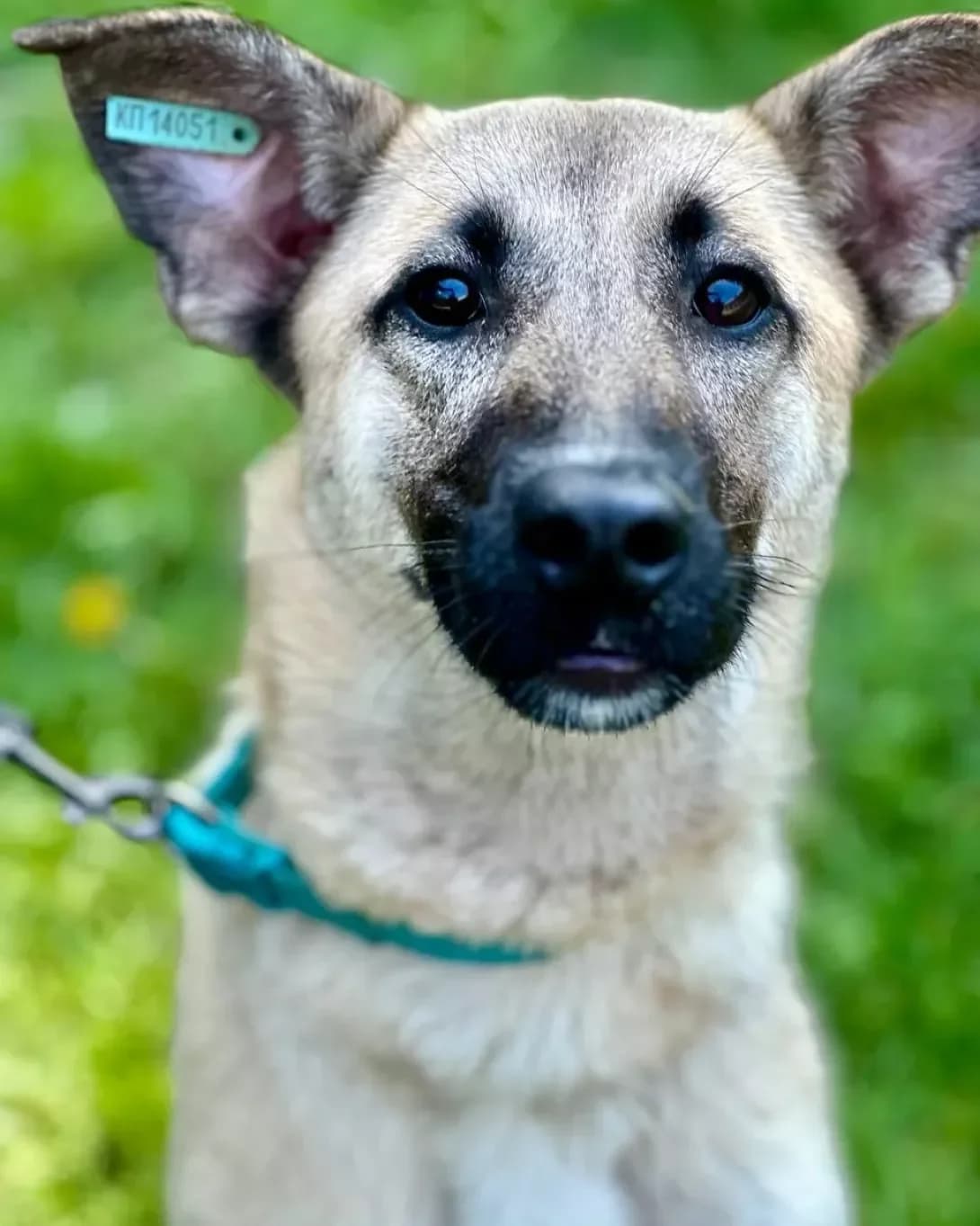 Bembi (Бембі), female 3yo Mixed Breed for adoption at Happy Paw Kyiv