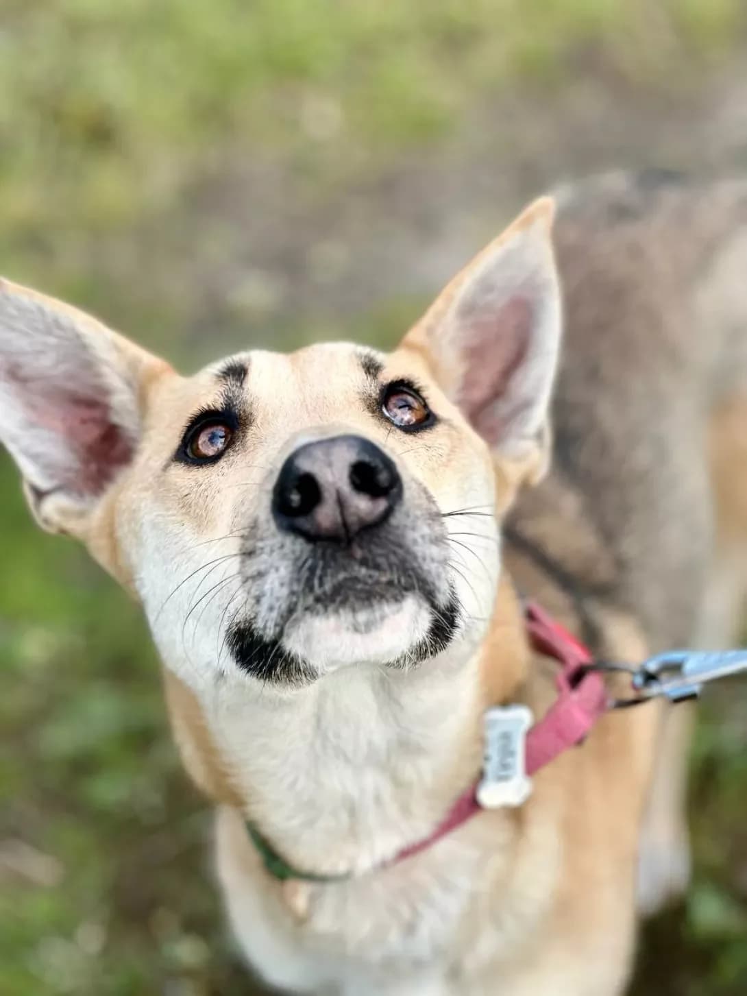 Gera (Гера), female 3yo Mixed Breed for adoption at Happy Paw Kyiv